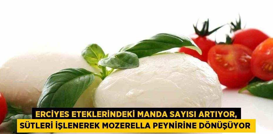 ERCİYES ETEKLERİNDEKİ MANDA SAYISI ARTIYOR, SÜTLERİ İŞLENEREK MOZERELLA PEYNİRİNE DÖNÜŞÜYOR