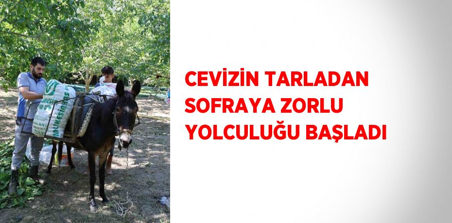 CEVİZİN TARLADAN SOFRAYA ZORLU YOLCULUĞU BAŞLADI