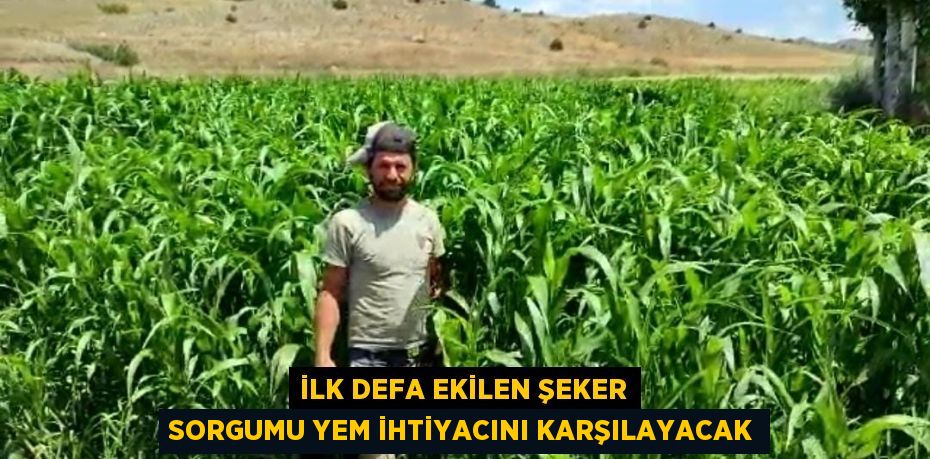 İlk defa ekilen Şeker Sorgumu yem ihtiyacını karşılayacak