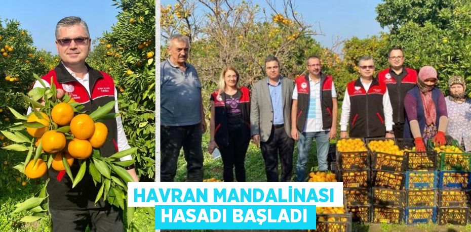 HAVRAN MANDALİNASI HASADI BAŞLADI