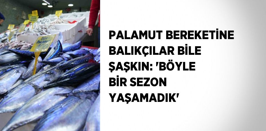 PALAMUT BEREKETİNE BALIKÇILAR BİLE ŞAŞKIN: 'BÖYLE BİR SEZON YAŞAMADIK'