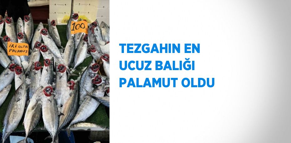 TEZGAHIN EN UCUZ BALIĞI PALAMUT OLDU