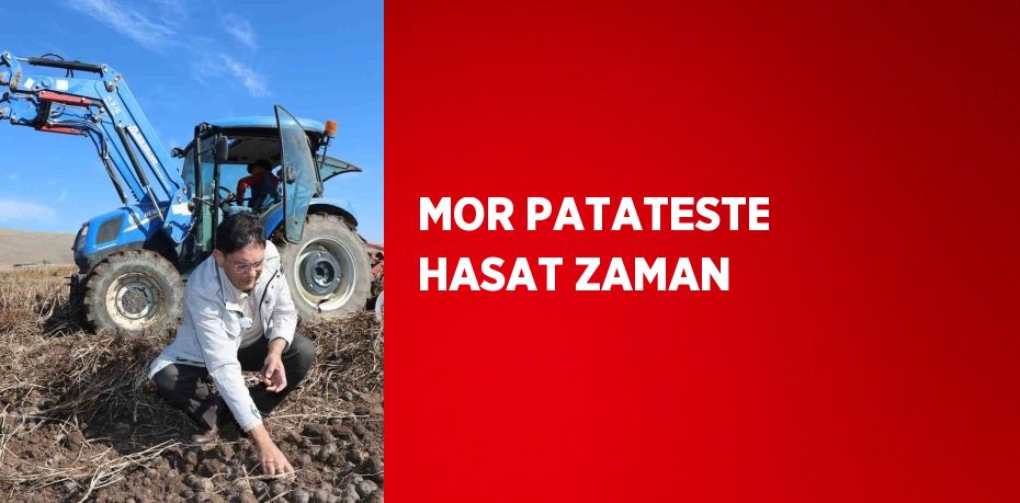 MOR PATATESTE HASAT ZAMAN