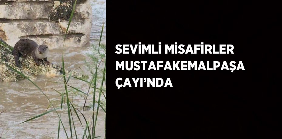 SEVİMLİ MİSAFİRLER MUSTAFAKEMALPAŞA ÇAYI’NDA