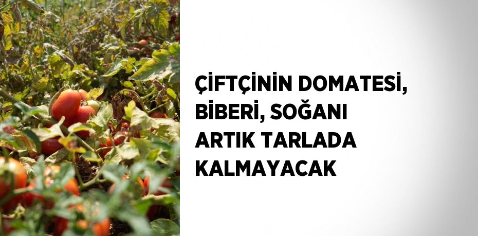 ÇİFTÇİNİN DOMATESİ, BİBERİ, SOĞANI ARTIK TARLADA KALMAYACAK