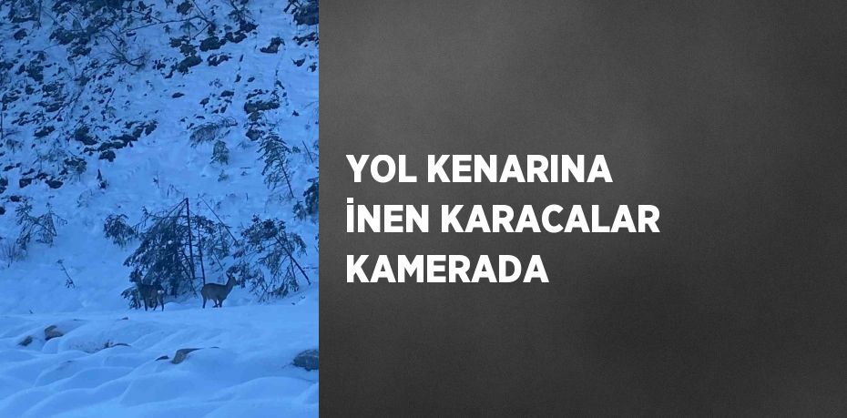 YOL KENARINA İNEN KARACALAR KAMERADA