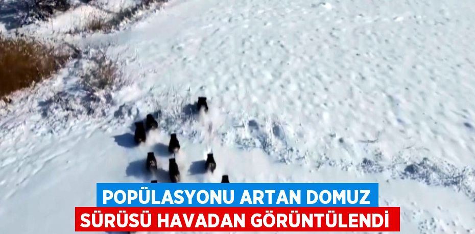 POPÜLASYONU ARTAN DOMUZ SÜRÜSÜ HAVADAN GÖRÜNTÜLENDİ