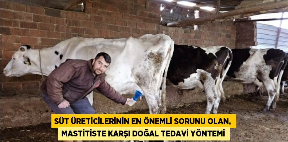 SÜT ÜRETİCİLERİNİN EN ÖNEMLİ SORUNU OLAN, MASTİTİSTE KARŞI DOĞAL TEDAVİ YÖNTEMİ