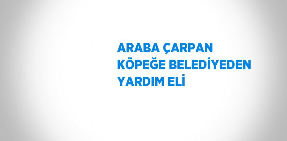 ARABA ÇARPAN KÖPEĞE BELEDİYEDEN YARDIM ELİ