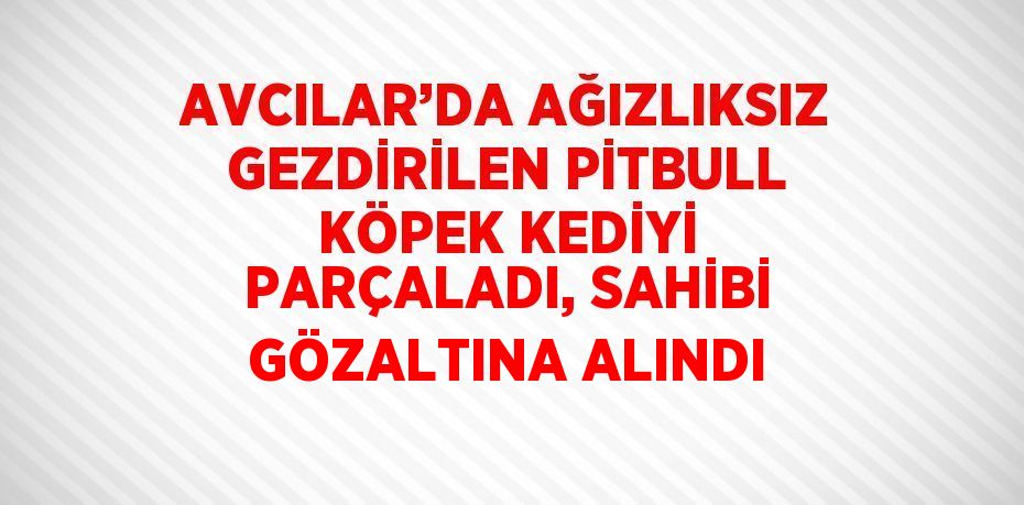 AVCILAR’DA AĞIZLIKSIZ GEZDİRİLEN PİTBULL KÖPEK KEDİYİ PARÇALADI, SAHİBİ GÖZALTINA ALINDI