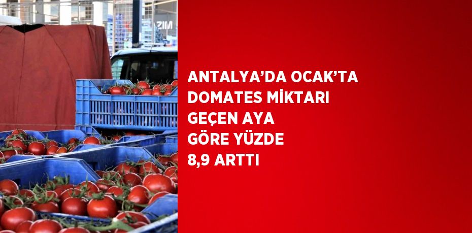 ANTALYA’DA OCAK’TA DOMATES MİKTARI GEÇEN AYA GÖRE YÜZDE 8,9 ARTTI