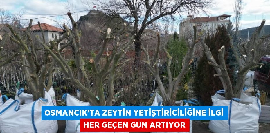 OSMANCIK’TA ZEYTİN YETİŞTİRİCİLİĞİNE İLGİ HER GEÇEN GÜN ARTIYOR