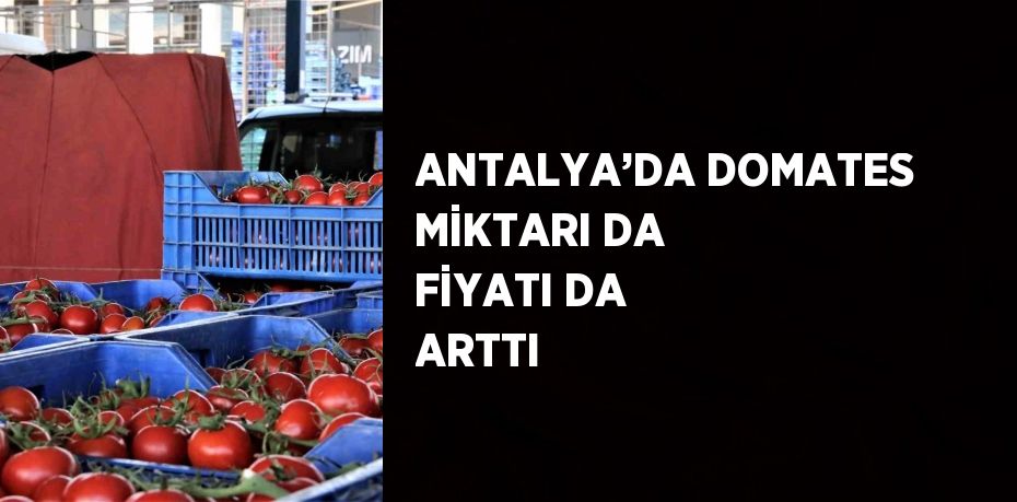 ANTALYA’DA DOMATES MİKTARI DA FİYATI DA ARTTI