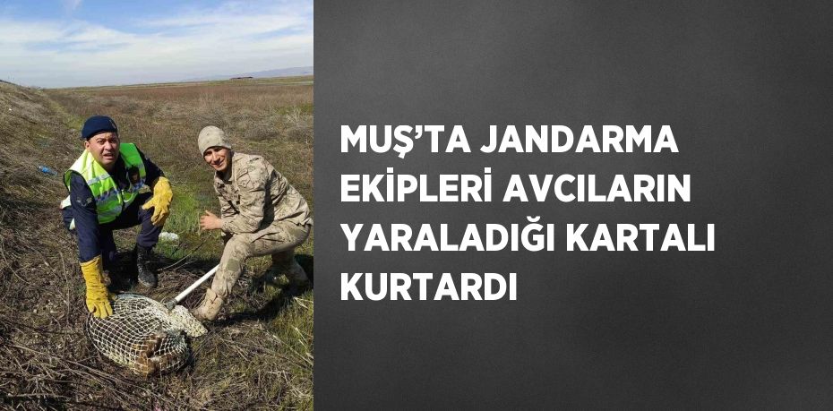 MUŞ’TA JANDARMA EKİPLERİ AVCILARIN YARALADIĞI KARTALI KURTARDI