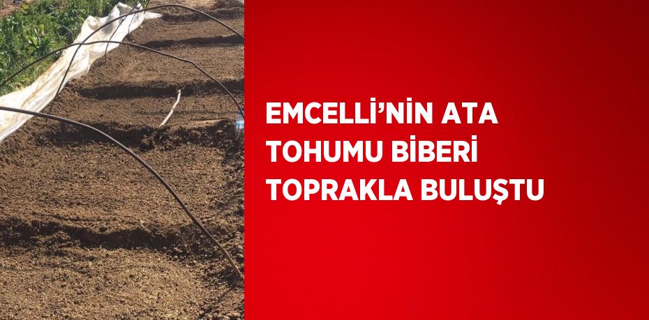 EMCELLİ’NİN ATA TOHUMU BİBERİ TOPRAKLA BULUŞTU