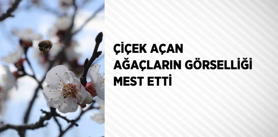 ÇİÇEK AÇAN AĞAÇLARIN GÖRSELLİĞİ MEST ETTİ