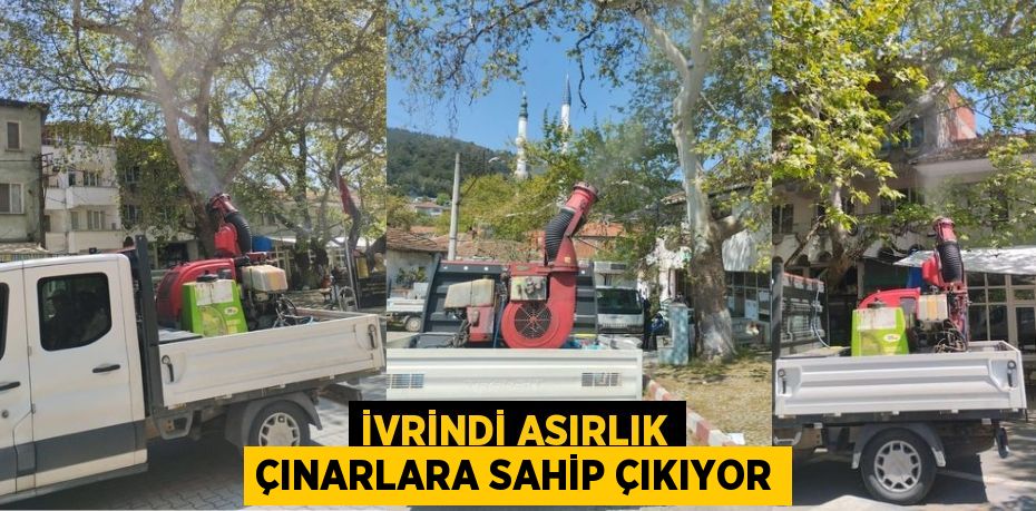 İVRİNDİ ASIRLIK ÇINARLARA SAHİP ÇIKIYOR