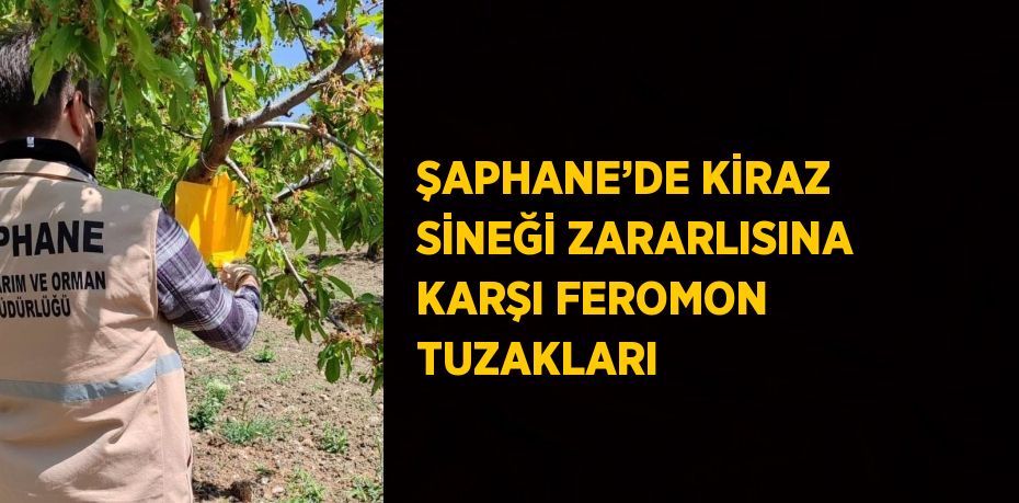 ŞAPHANE’DE KİRAZ SİNEĞİ ZARARLISINA KARŞI FEROMON TUZAKLARI