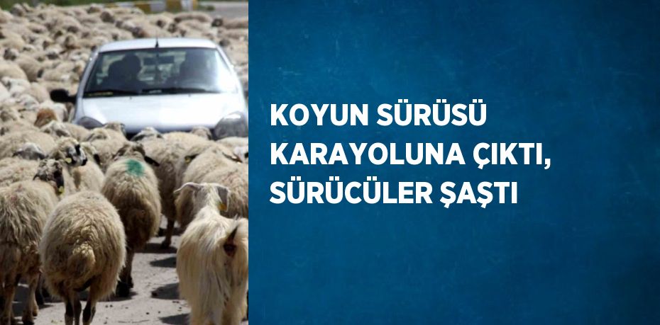 KOYUN SÜRÜSÜ KARAYOLUNA ÇIKTI, SÜRÜCÜLER ŞAŞTI