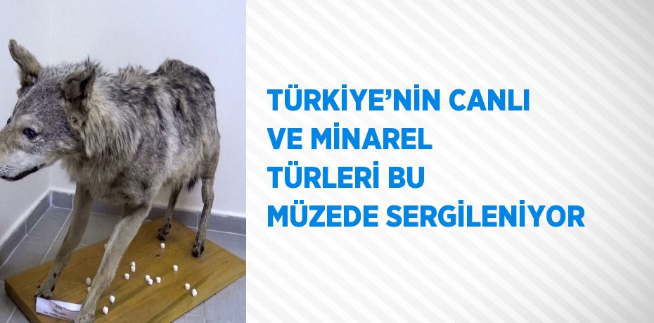 TÜRKİYE’NİN CANLI VE MİNAREL TÜRLERİ BU MÜZEDE SERGİLENİYOR