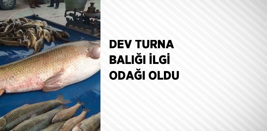 DEV TURNA BALIĞI İLGİ ODAĞI OLDU