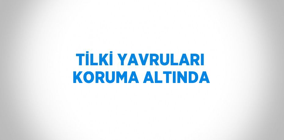 TİLKİ YAVRULARI KORUMA ALTINDA