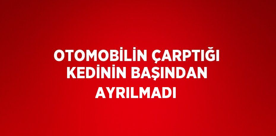 OTOMOBİLİN ÇARPTIĞI KEDİNİN BAŞINDAN AYRILMADI