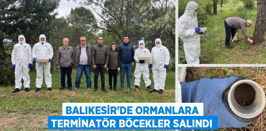 BALIKESİR’DE ORMANLARA TERMİNATÖR BÖCEKLER SALINDI