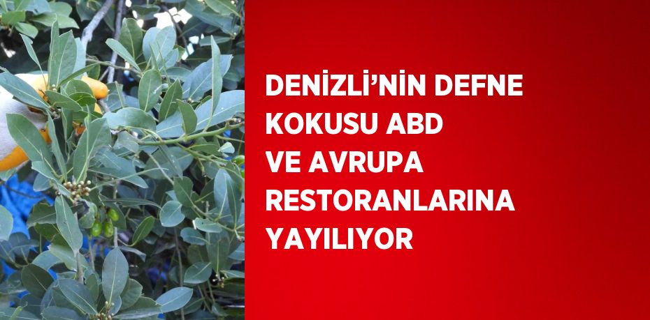 DENİZLİ’NİN DEFNE KOKUSU ABD VE AVRUPA RESTORANLARINA YAYILIYOR