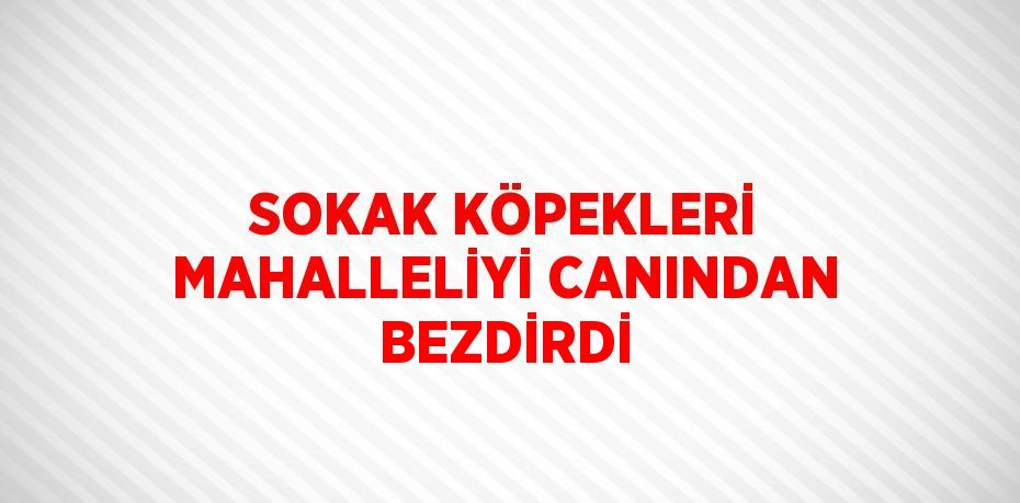 SOKAK KÖPEKLERİ MAHALLELİYİ CANINDAN BEZDİRDİ