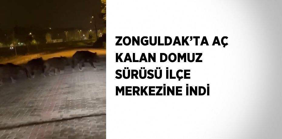 ZONGULDAK’TA AÇ KALAN DOMUZ SÜRÜSÜ İLÇE MERKEZİNE İNDİ