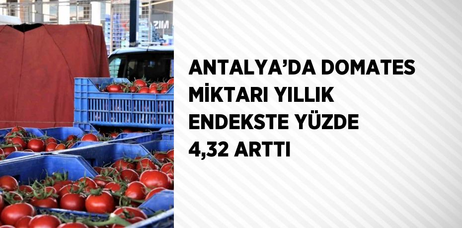 ANTALYA’DA DOMATES MİKTARI YILLIK ENDEKSTE YÜZDE 4,32 ARTTI