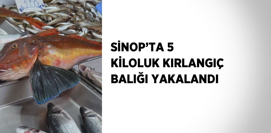 SİNOP’TA 5 KİLOLUK KIRLANGIÇ BALIĞI YAKALANDI