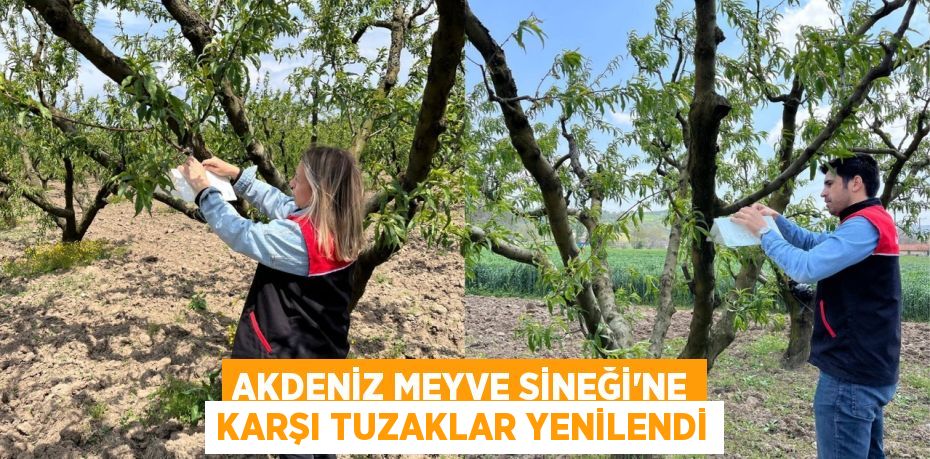 AKDENİZ MEYVE SİNEĞİ'NE KARŞI TUZAKLAR YENİLENDİ