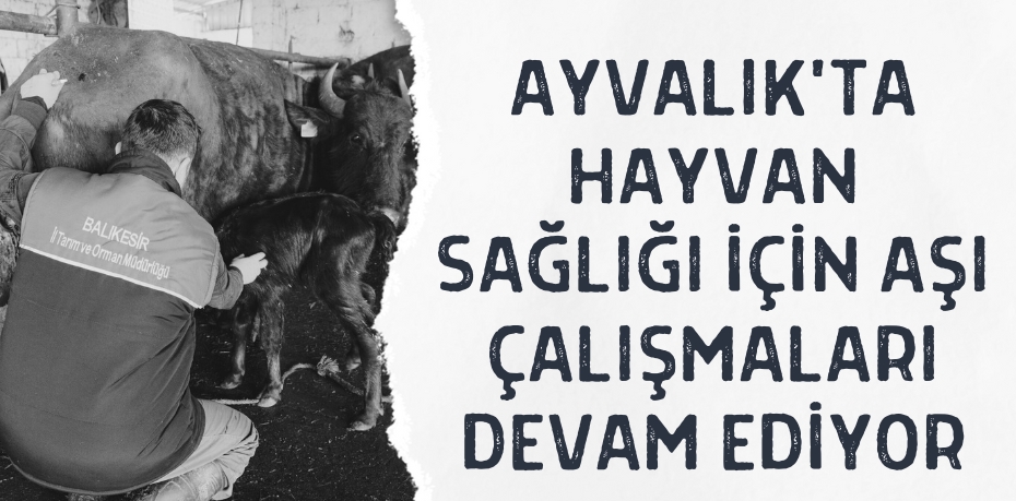 AYVALIK'TA HAYVAN SAĞLIĞI İÇİN AŞI ÇALIŞMALARI DEVAM EDİYOR