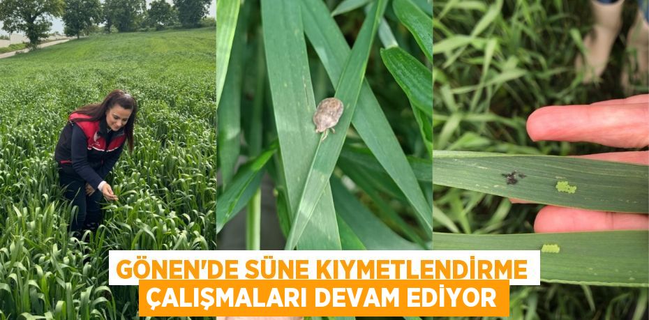 GÖNEN’DE SÜNE KIYMETLENDİRME ÇALIŞMALARI DEVAM EDİYOR