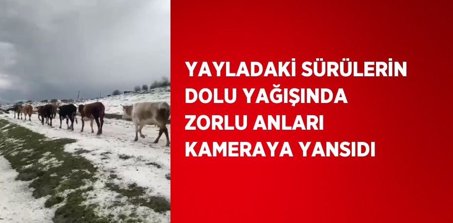 YAYLADAKİ SÜRÜLERİN DOLU YAĞIŞINDA ZORLU ANLARI KAMERAYA YANSIDI