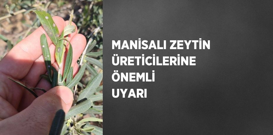MANİSALI ZEYTİN ÜRETİCİLERİNE ÖNEMLİ UYARI