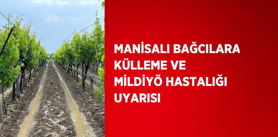 MANİSALI BAĞCILARA KÜLLEME VE MİLDİYÖ HASTALIĞI UYARISI