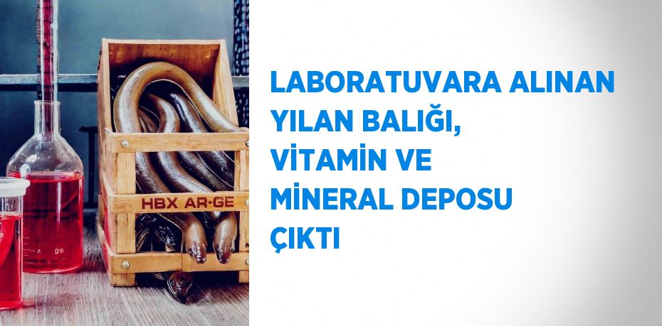 LABORATUVARA ALINAN YILAN BALIĞI, VİTAMİN VE MİNERAL DEPOSU ÇIKTI