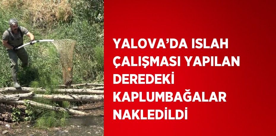 YALOVA’DA ISLAH ÇALIŞMASI YAPILAN DEREDEKİ KAPLUMBAĞALAR NAKLEDİLDİ