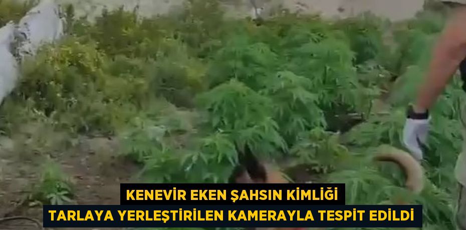 KENEVİR EKEN ŞAHSIN KİMLİĞİ TARLAYA YERLEŞTİRİLEN KAMERAYLA TESPİT EDİLDİ