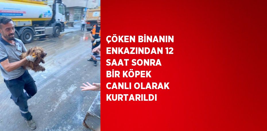 ÇÖKEN BİNANIN ENKAZINDAN 12 SAAT SONRA BİR KÖPEK CANLI OLARAK KURTARILDI