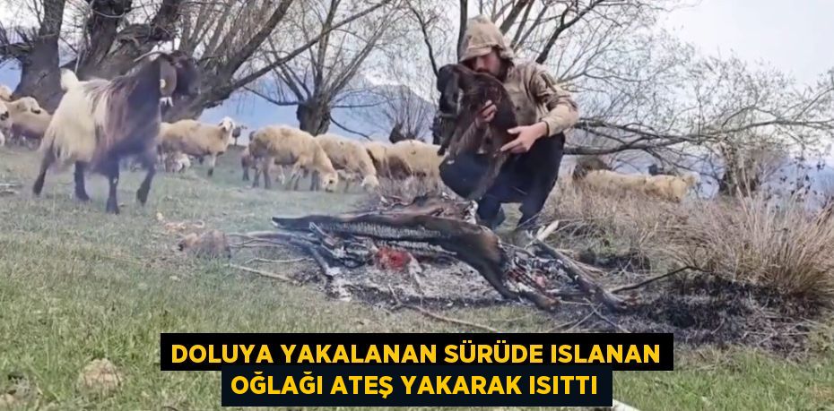 DOLUYA YAKALANAN SÜRÜDE ISLANAN OĞLAĞI ATEŞ YAKARAK ISITTI