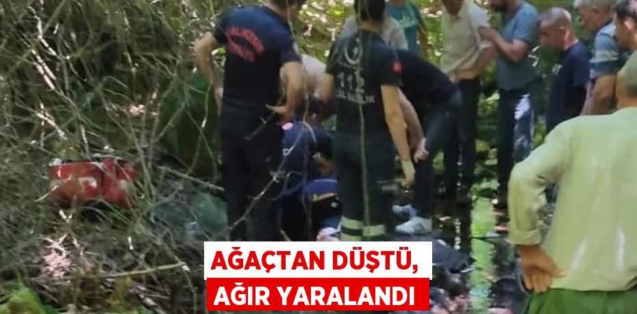 AĞAÇTAN DÜŞTÜ, AĞIR YARALANDI