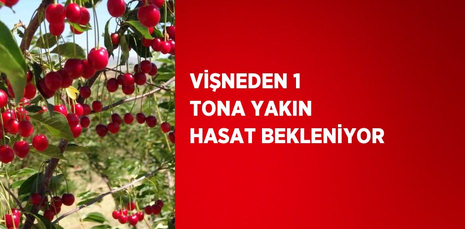 VİŞNEDEN 1 TONA YAKIN HASAT BEKLENİYOR