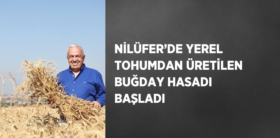 NİLÜFER’DE YEREL TOHUMDAN ÜRETİLEN BUĞDAY HASADI BAŞLADI