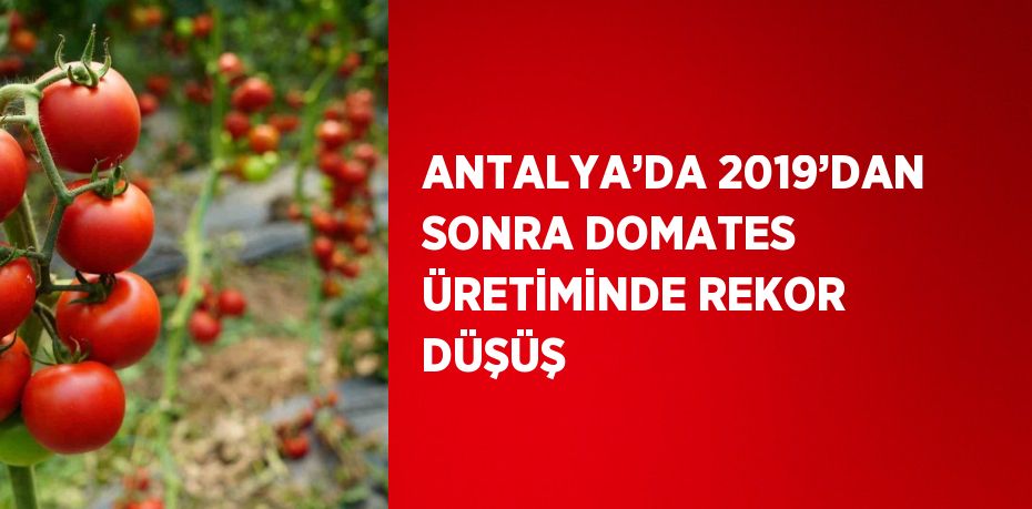 ANTALYA’DA 2019’DAN SONRA DOMATES ÜRETİMİNDE REKOR DÜŞÜŞ