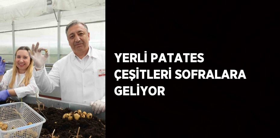 YERLİ PATATES ÇEŞİTLERİ SOFRALARA GELİYOR