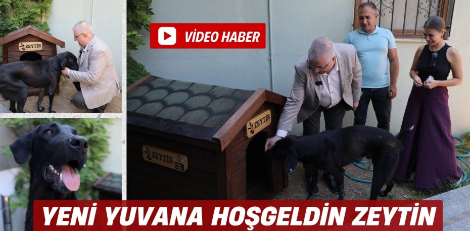 YENİ YUVANA HOŞGELDİN ZEYTİN